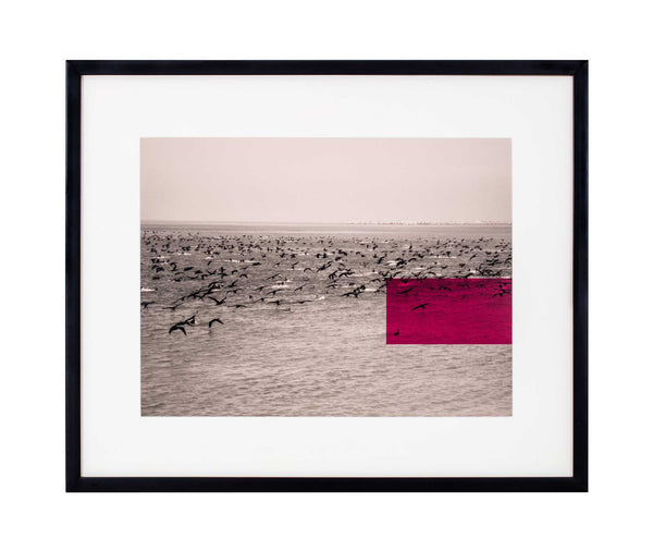 Fuchsia horizontal rectangle overlaying black and white photo of cormorants landing in sea.