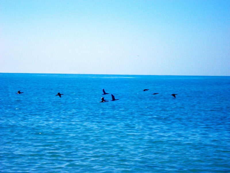 FREEDOM TO FLY No 23 Birds: Socotra Cormorants - Antonia Pia Gordon uae