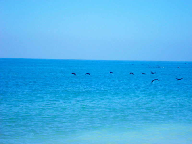 FREEDOM TO FLY No 25 Birds: Socotra Cormorants - Antonia Pia Gordon uae