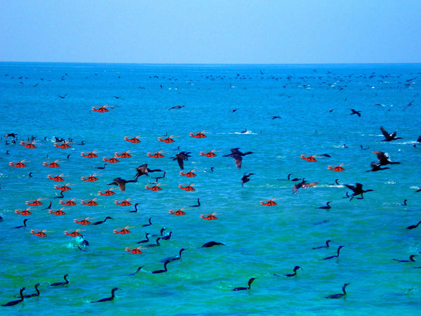 Lots of small red aeroplanes flying over sea. Cormorants both swimming in sea and flying over sea.