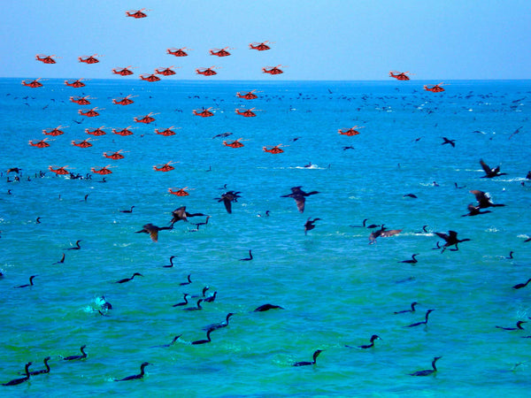 Cormorants both swimming in sea and flying over sea. Lots of small red aeroplanes flying over sea.