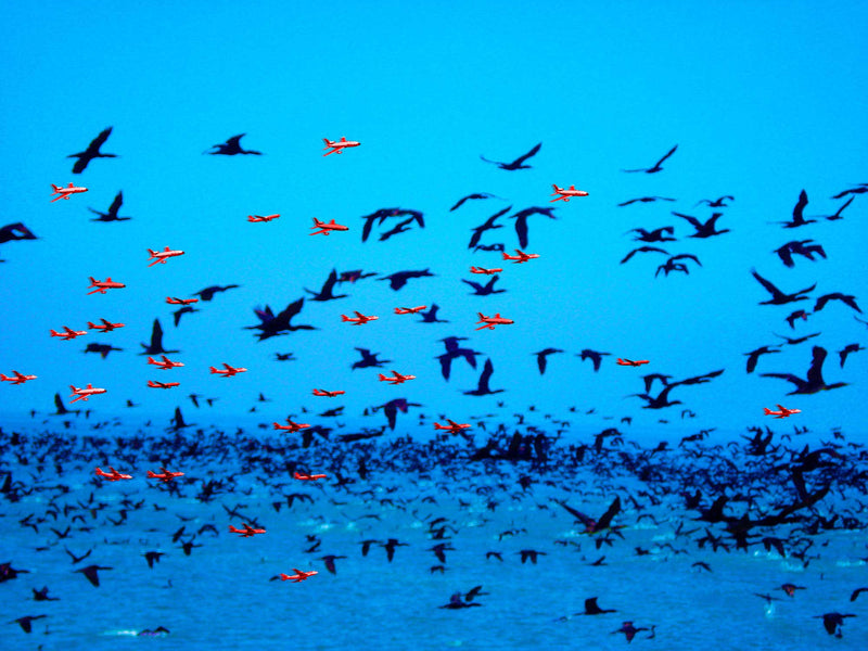 Cormorants and red aeroplanes flying over sea. Birds and planes the same size.