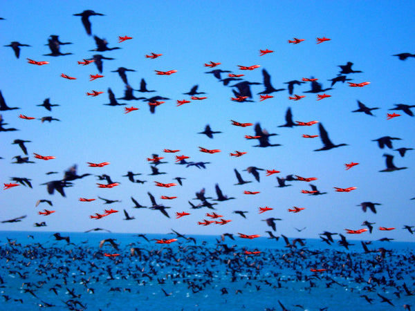 Cormorants and red aeroplanes flying over sea. Planes and birds same size.