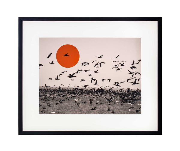 Small red circle on black and white photo of cormorants flying over sea.