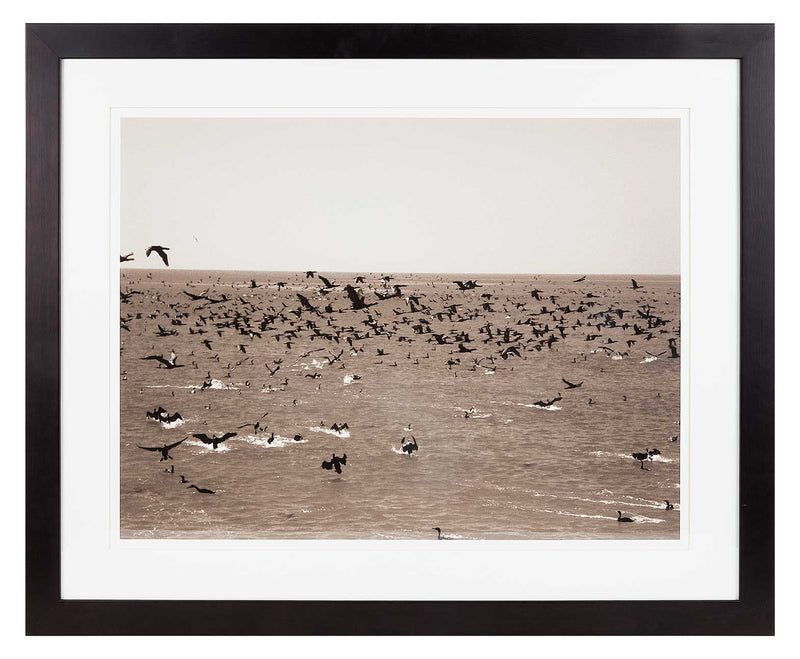 Gulp of cormorants over sea with flecks of waves. Sepia print.