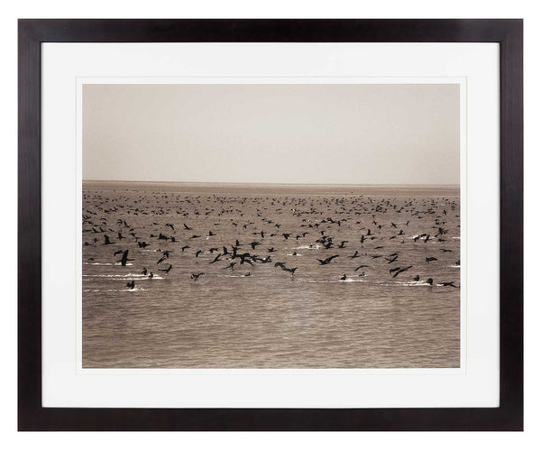 Cormorants flying over the sea. Sepia print.